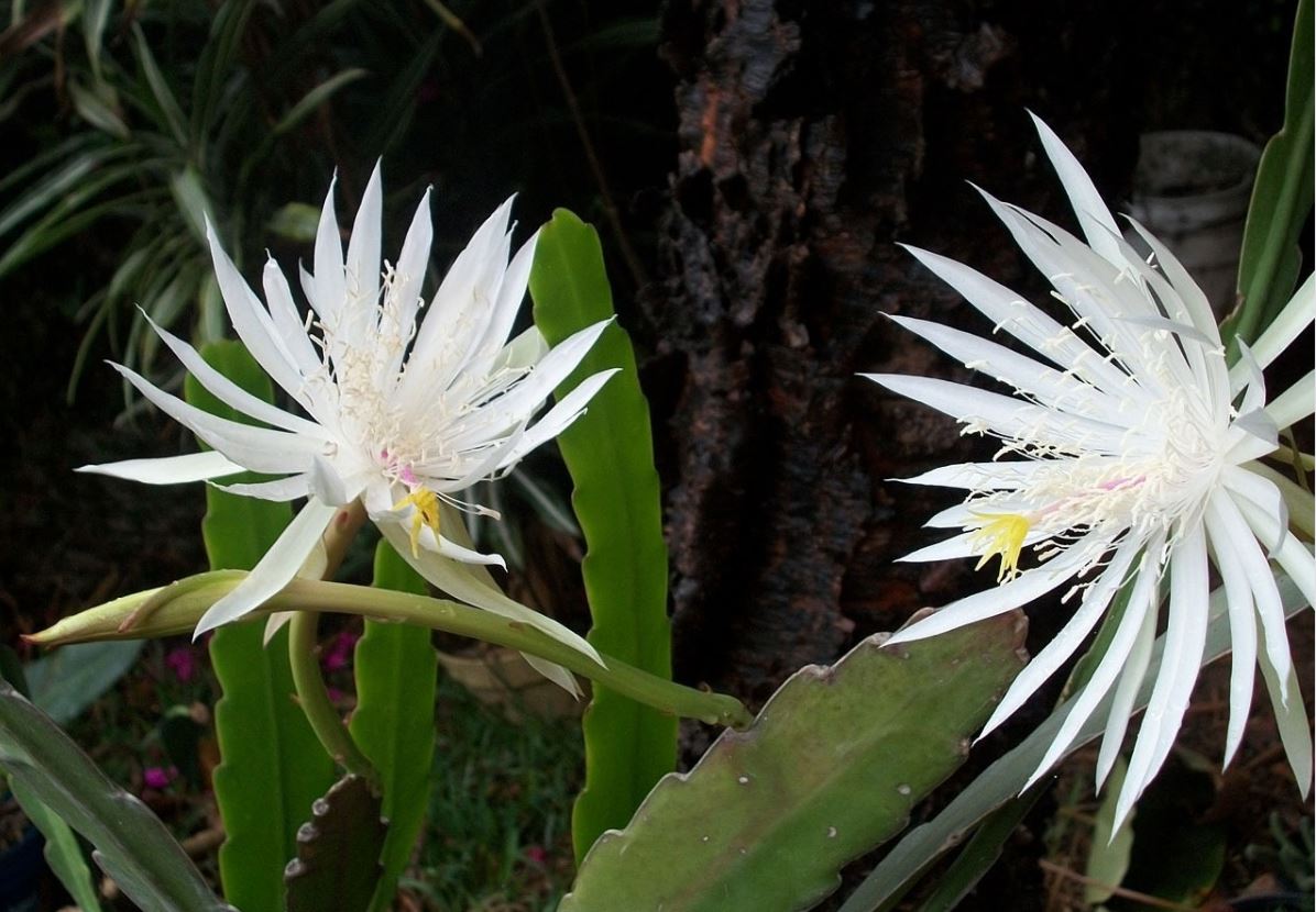 Epiphyllum