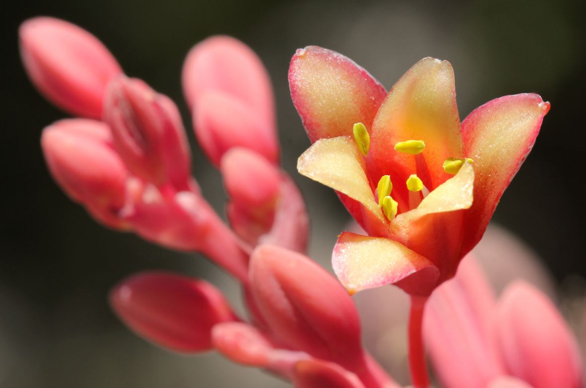 Hesperaloe