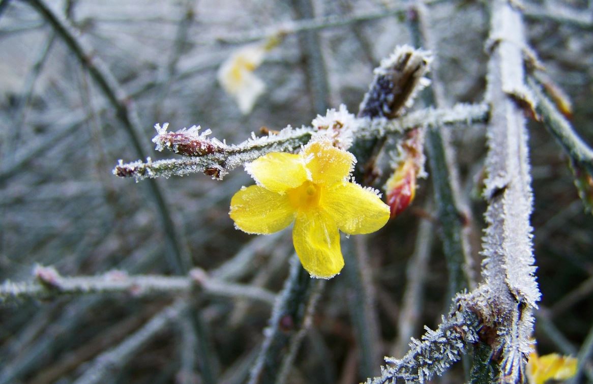 Jasmin D'hiver
