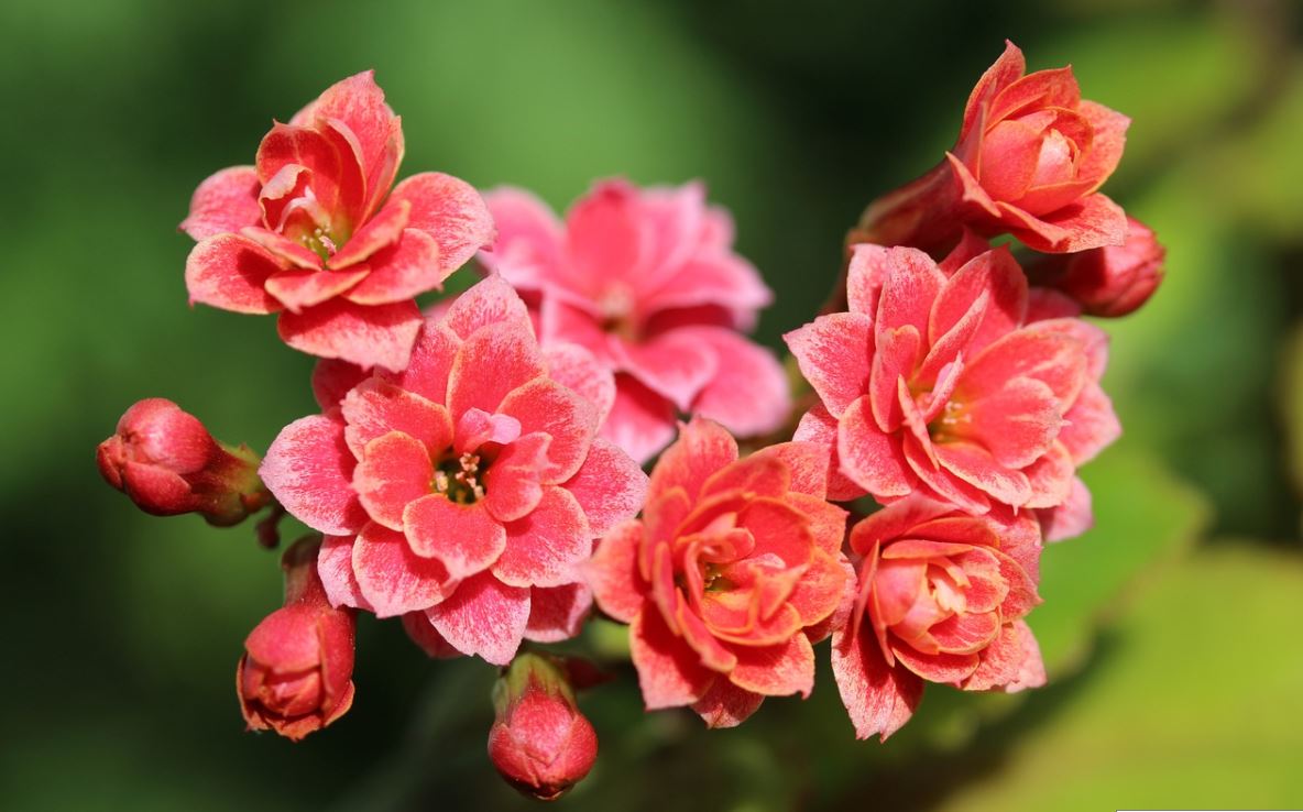 Kalanchoe