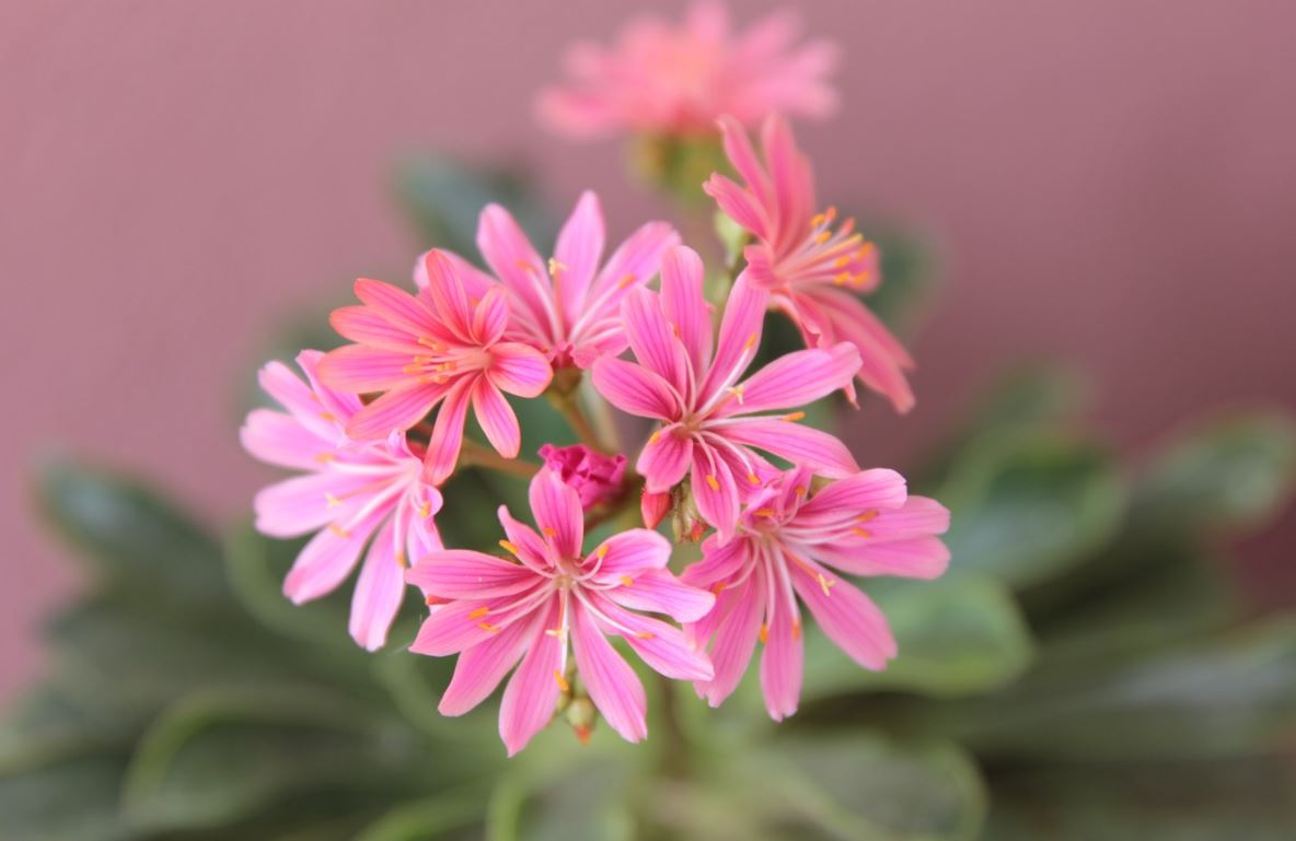 Lewisia