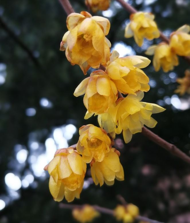 Chimonanthe