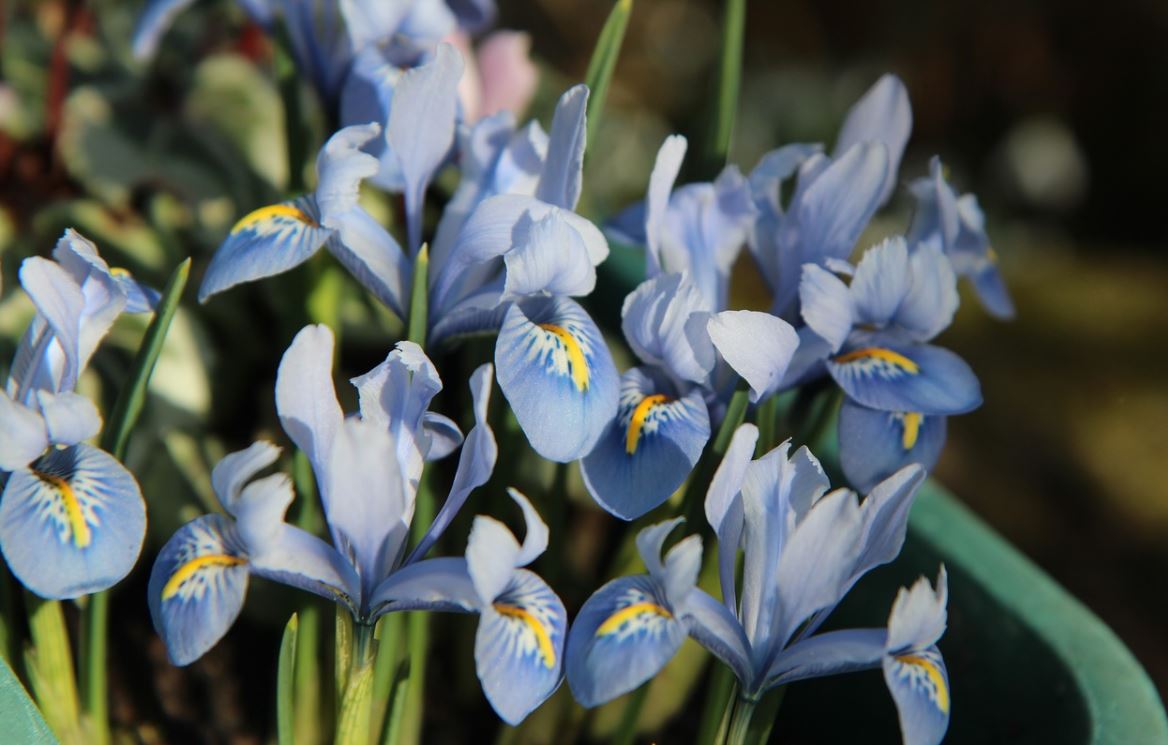 Iris Nain