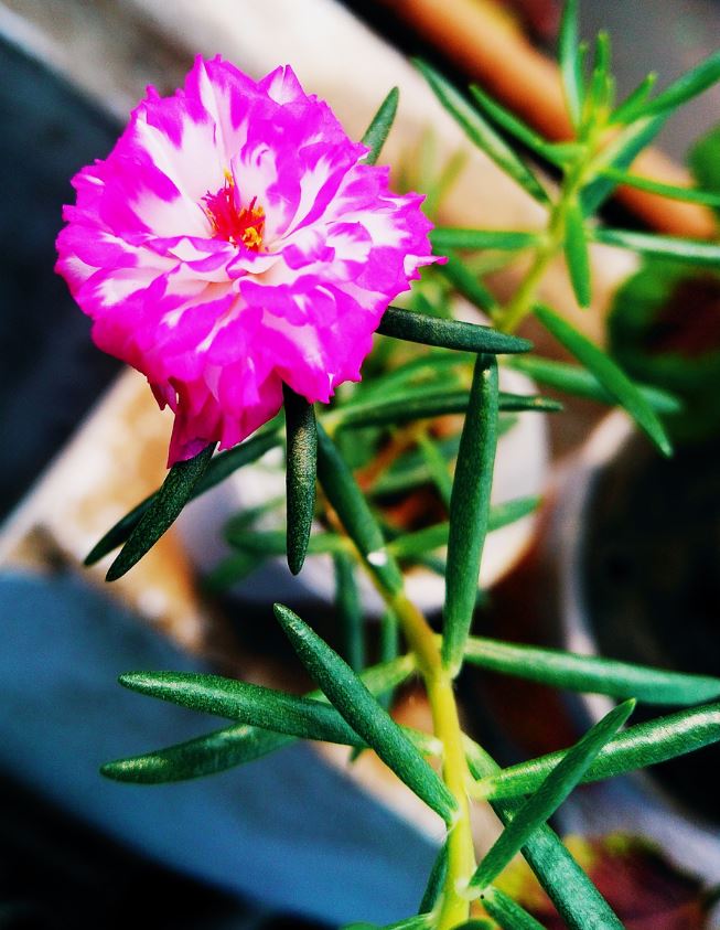 Pourpier A Grandes Fleurs