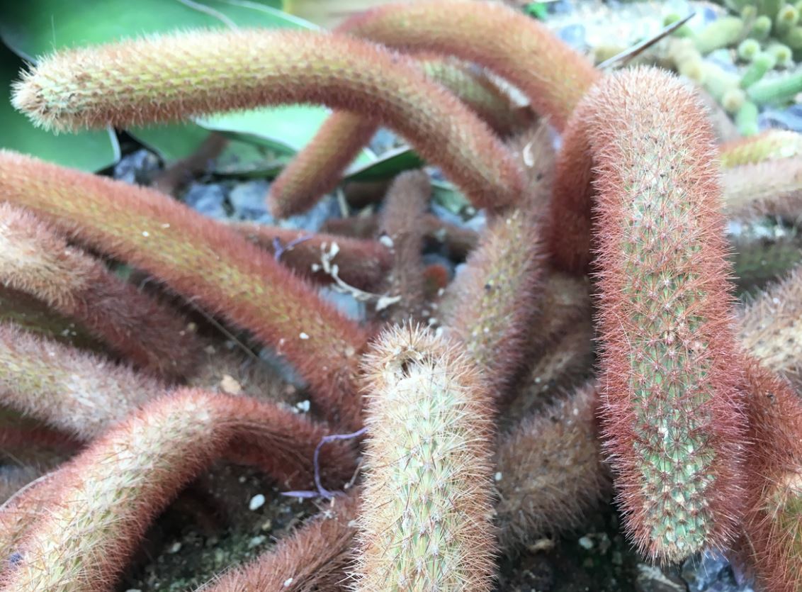 Cactus Queue De Rat