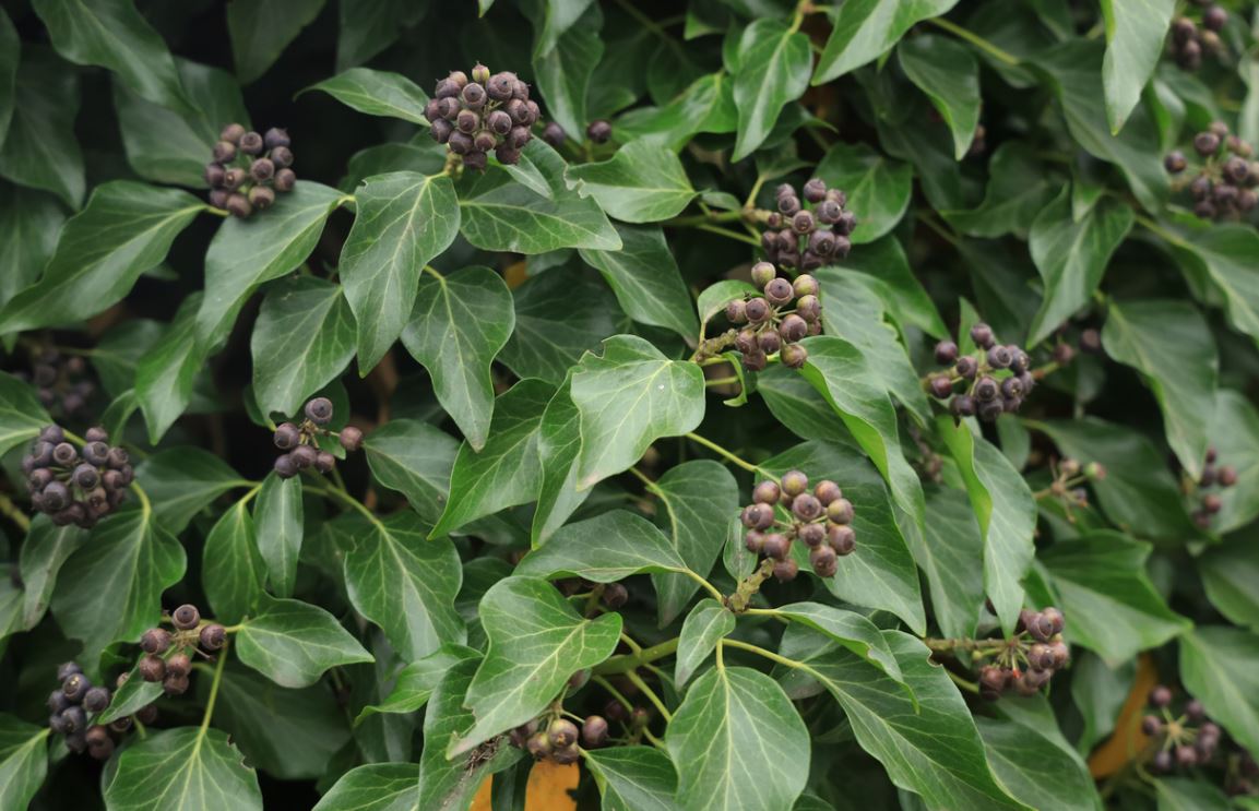 sarcococca