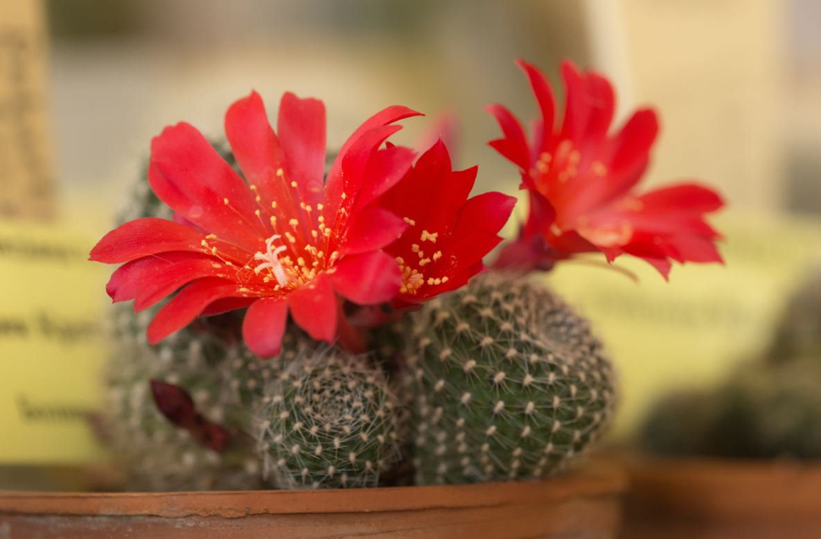 Rebutia Krainzania