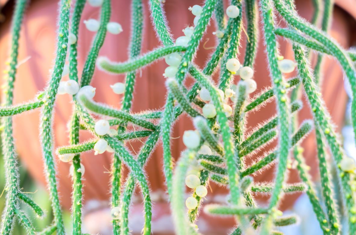 Rhipsalis