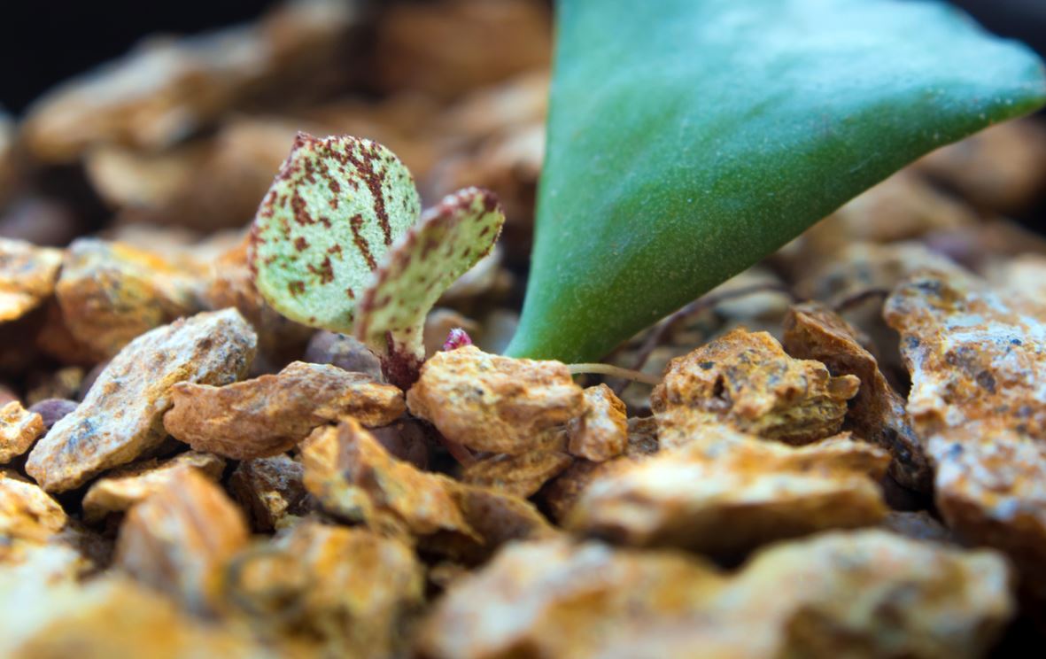 Adromischus Cristatus