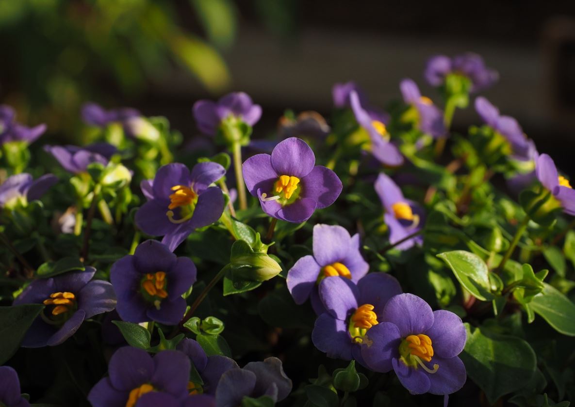 Plante grasse à fleurs : la liste des 30 plus belles variétés