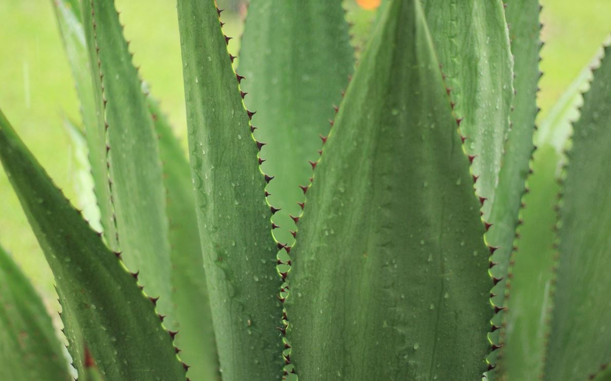 Agave