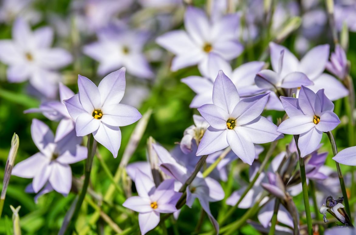 Ipheion