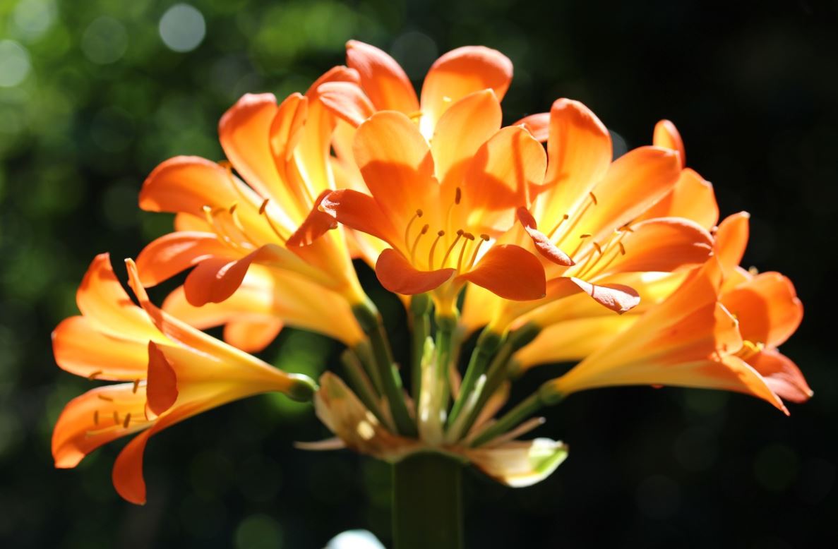Clivia