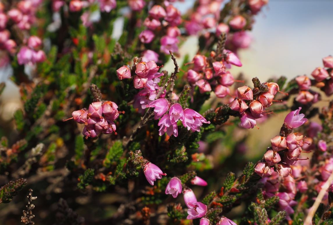 Calluna Vulgaris