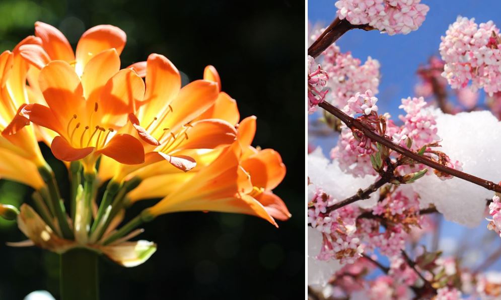 Fleurs d'hiver : 30 variétés qui résistent au froid et au gel