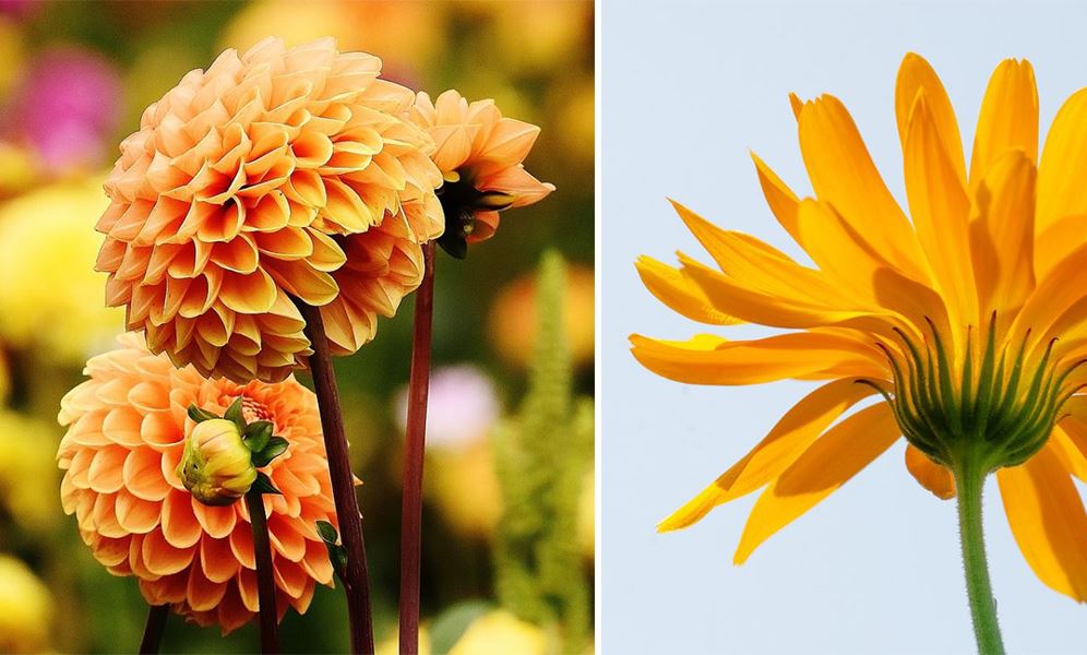 Fleurs Oranges