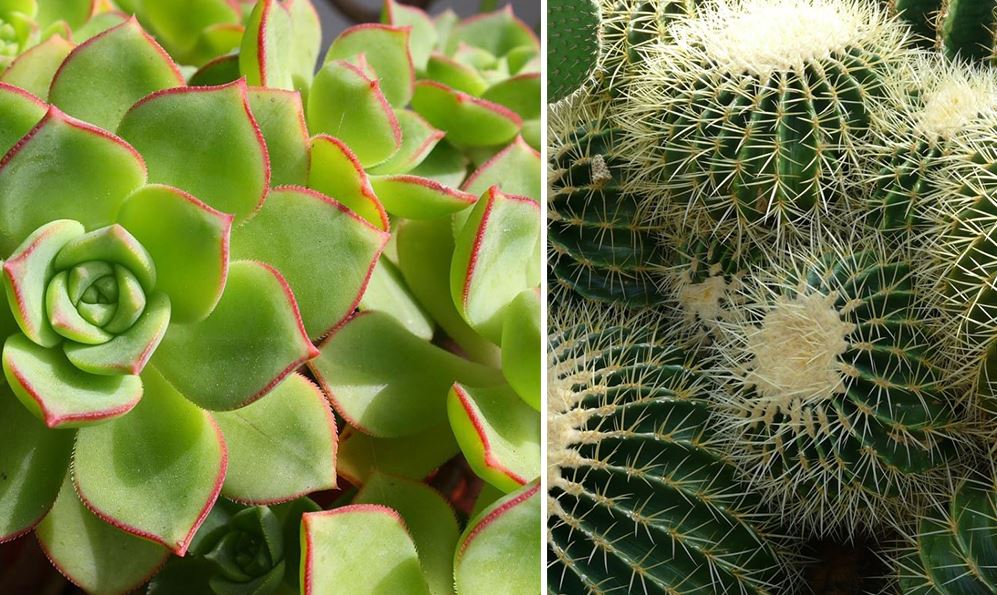 Plante Grasse A Fleur