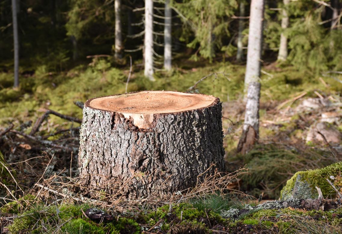 Se Débarrasser D'une Souche D'arbre