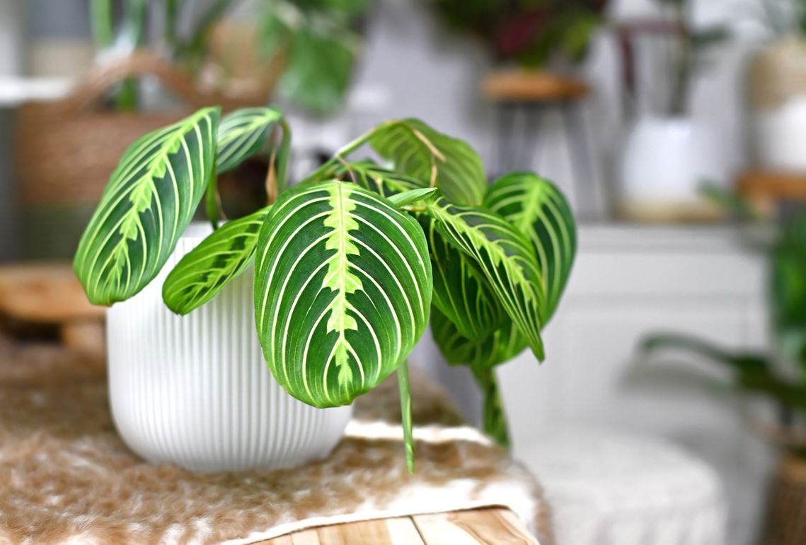Maranta