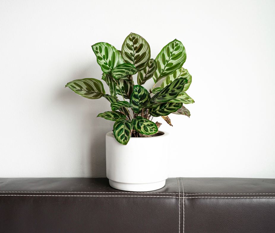 Calathea