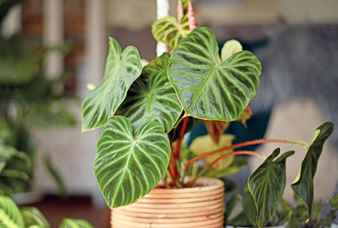 Philodendron