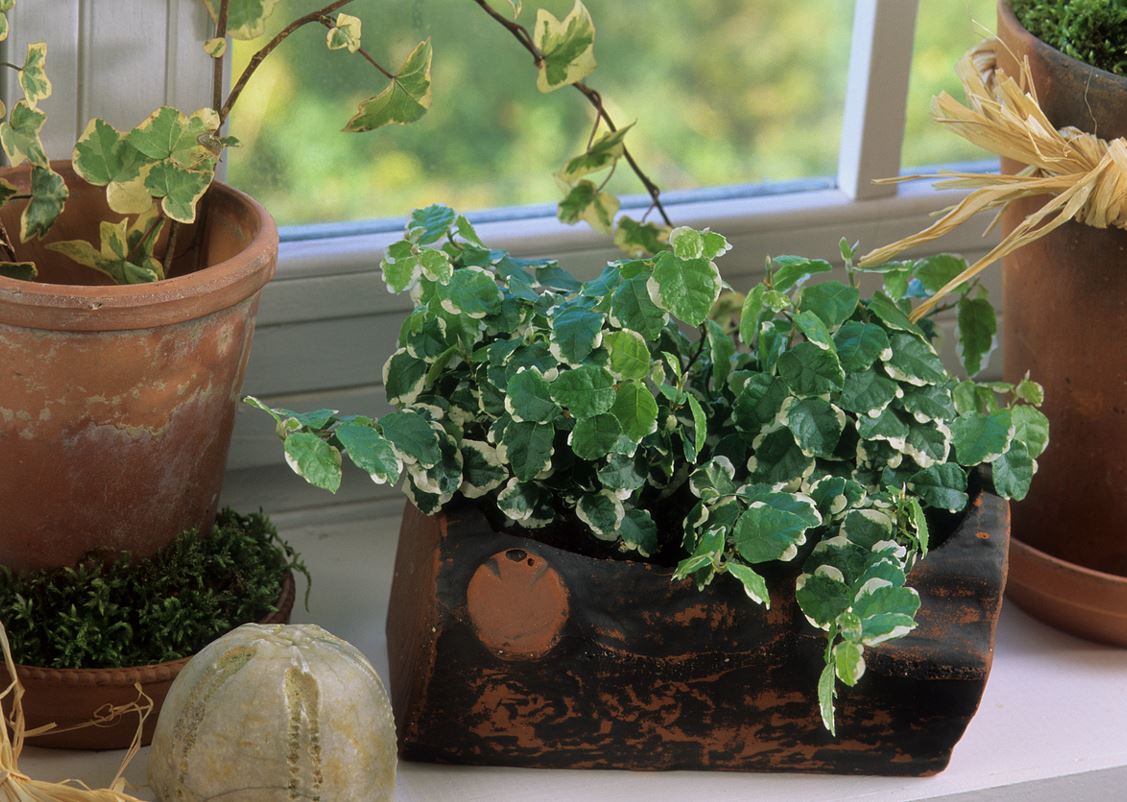 Ficus Pumila