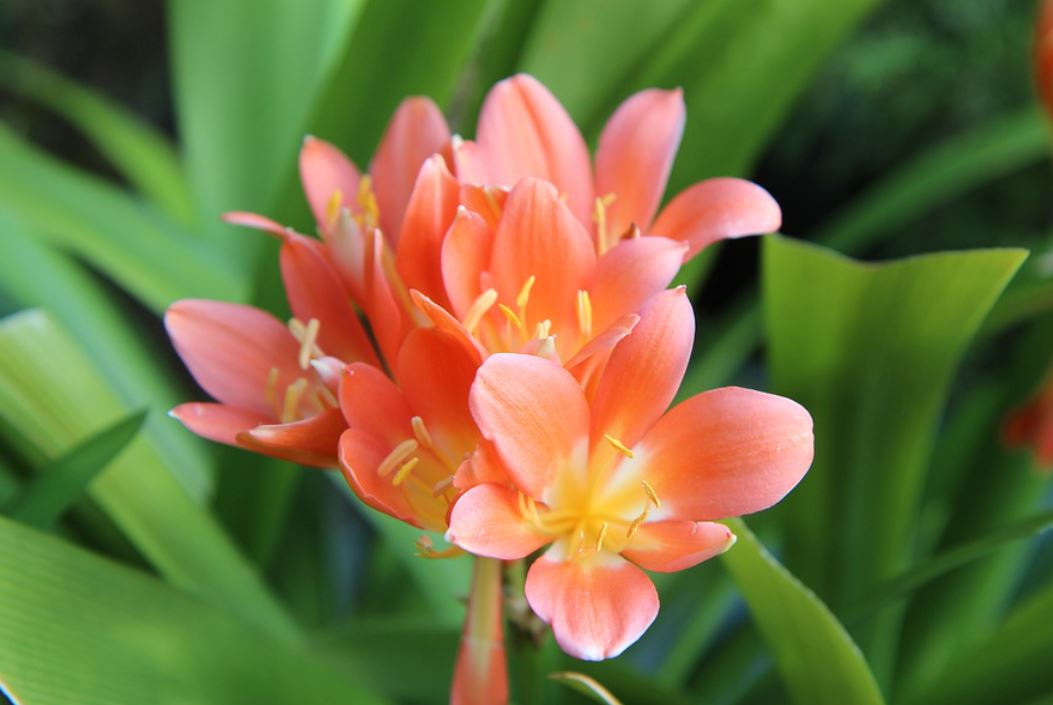 Clivia