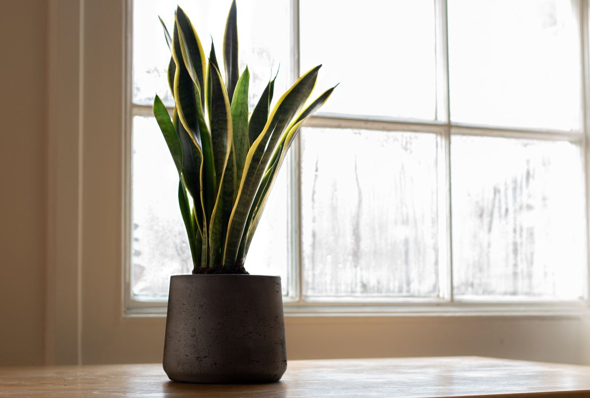 Sanseveria