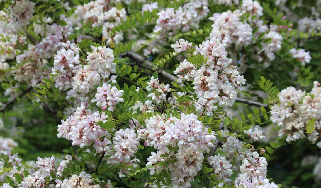 Aralia