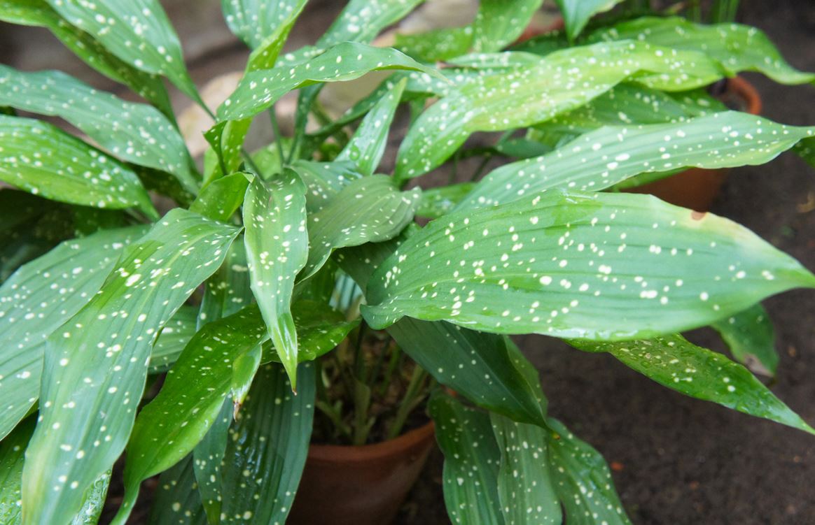 Aspidistra