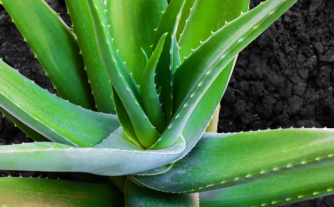 Aloe Vera