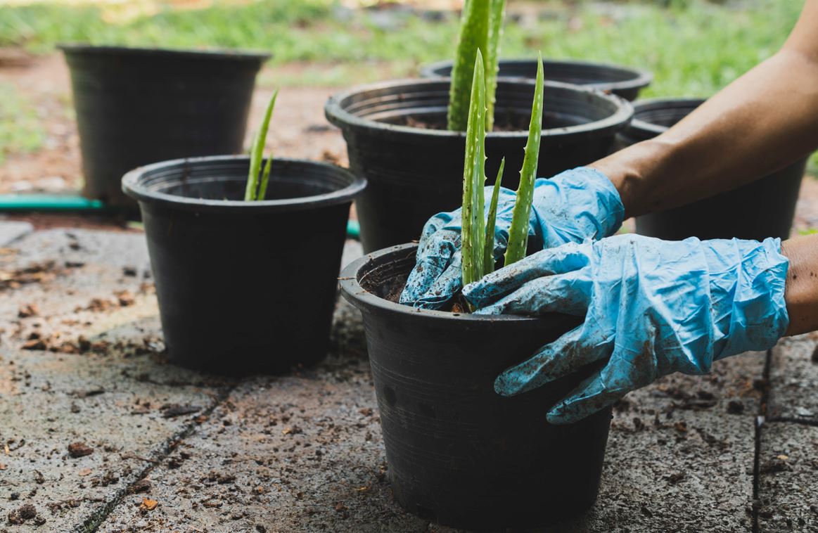 Bouturer Aloe Vera
