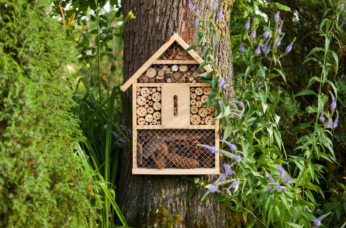 Maison à Insectes