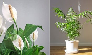 Plantes D'intérieur Qui N'ont Pas Besoin De Lumière
