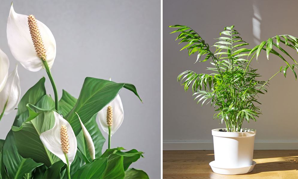 Plantes D'intérieur Qui N'ont Pas Besoin De Lumière