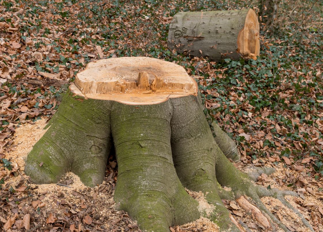 Abattre Arbre