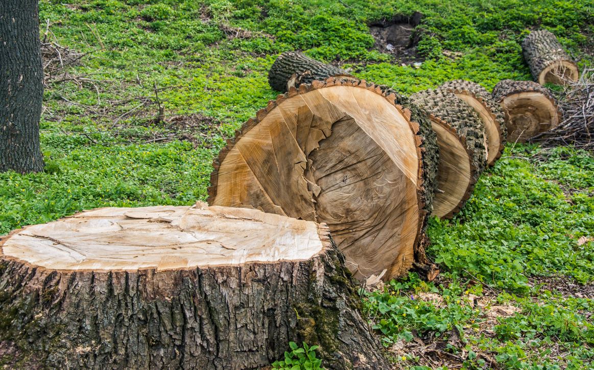 Abattre Un Arbre Autorisation