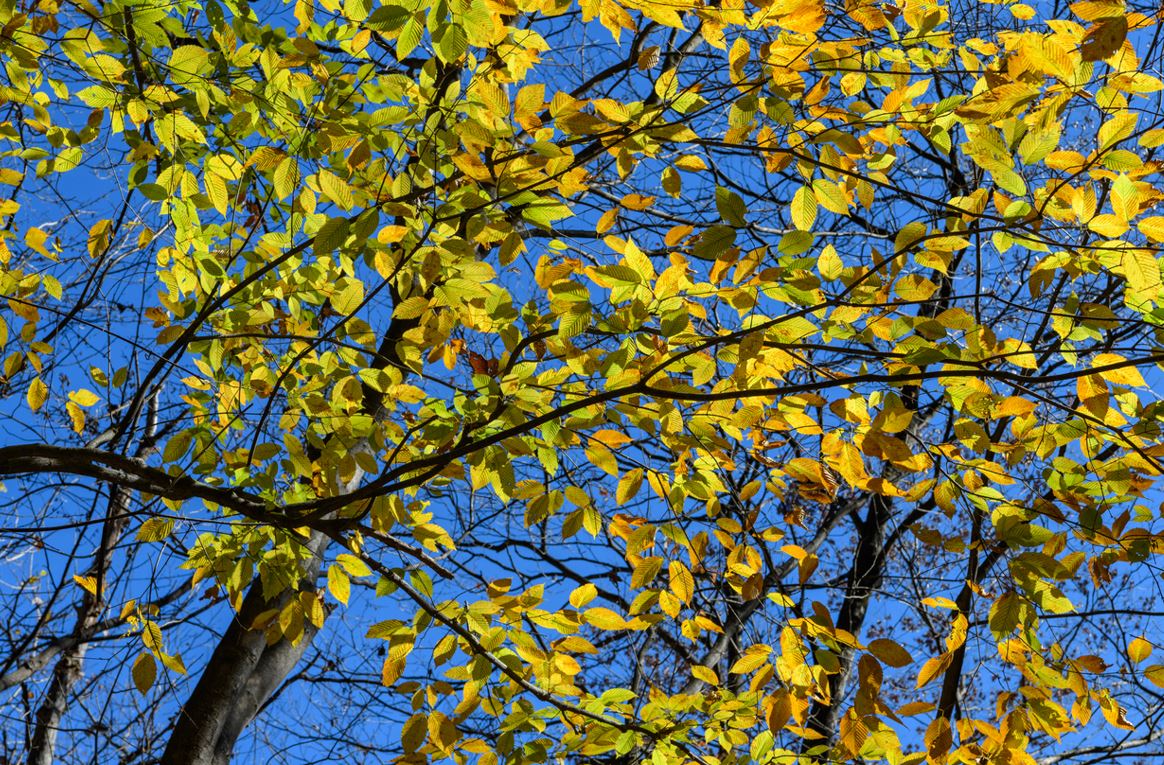 Acer Carpinifolium