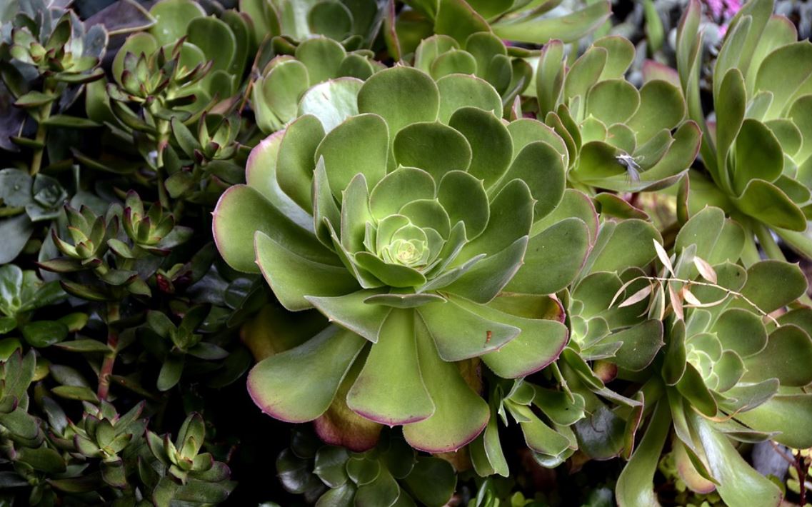Aeonium