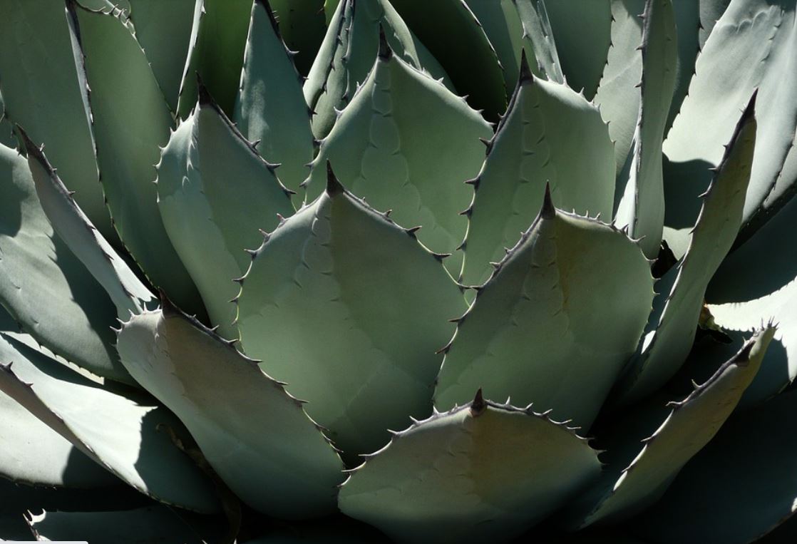 Agave