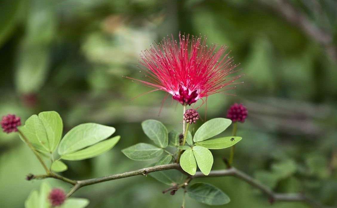 Albizzia