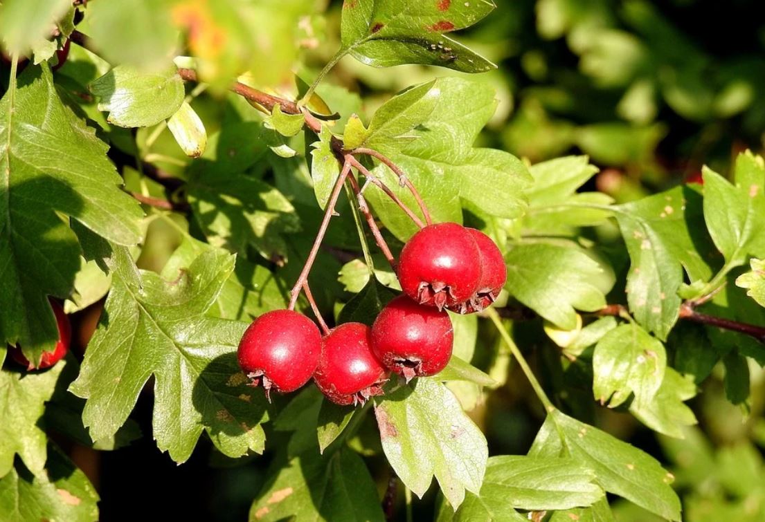 Aubépine