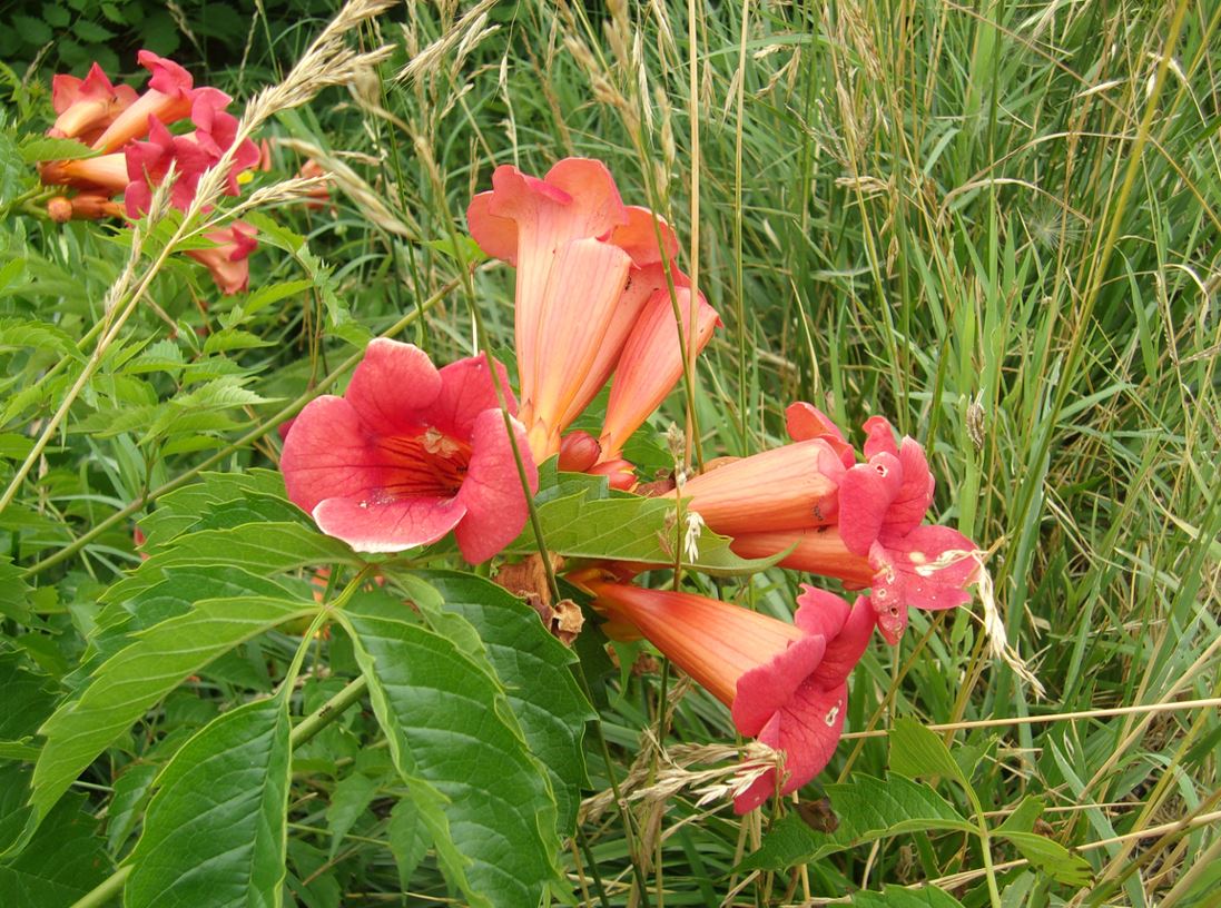 Bignone Du Chili