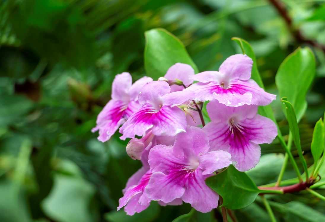 Bigogne Rose