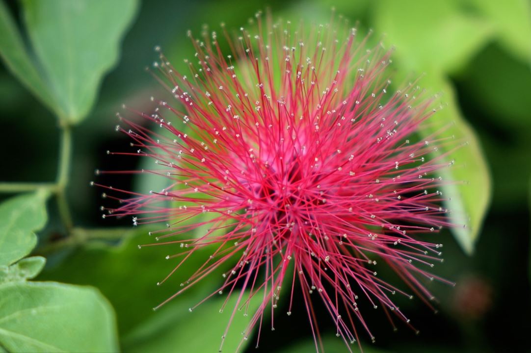 Calliandra