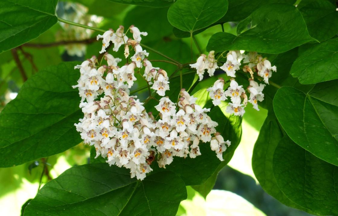Catalpa