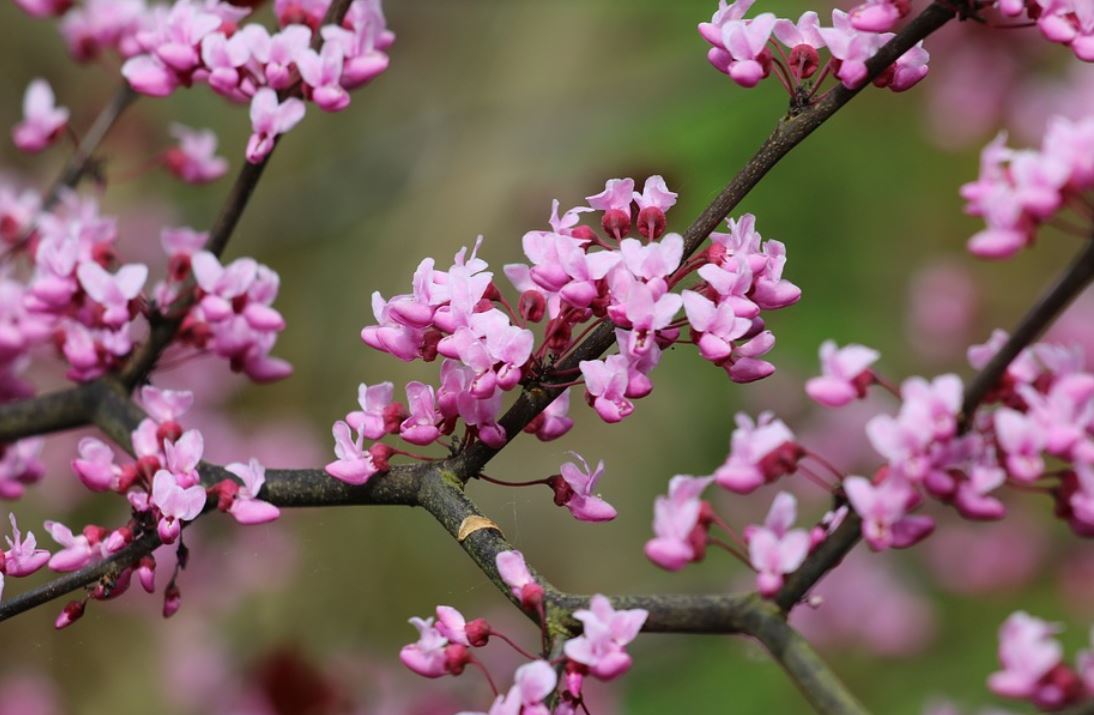 Cercis