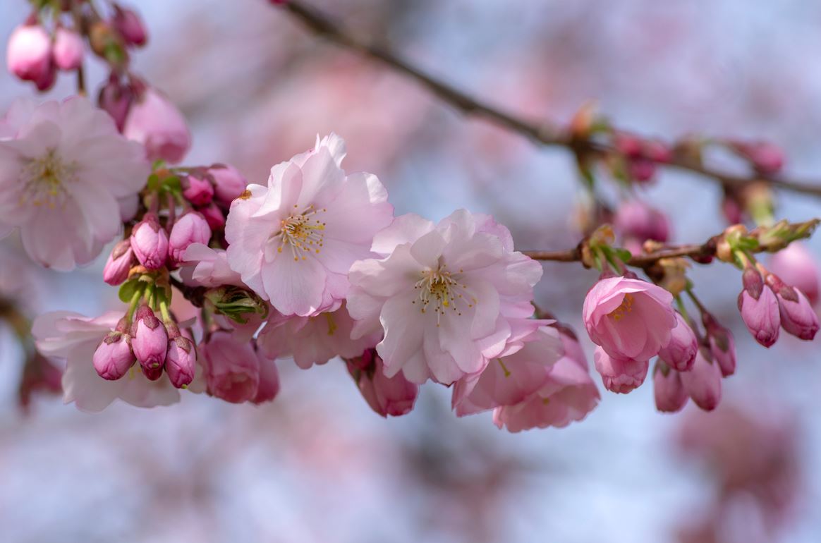 Cerisier à Fleurs