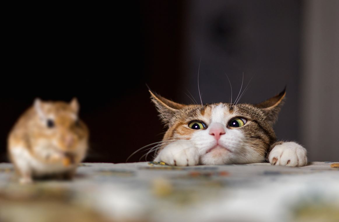 Chat Prédateur Pour Le Mulot