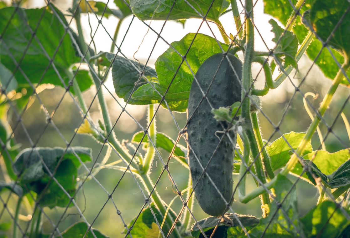 Cornichon Potager